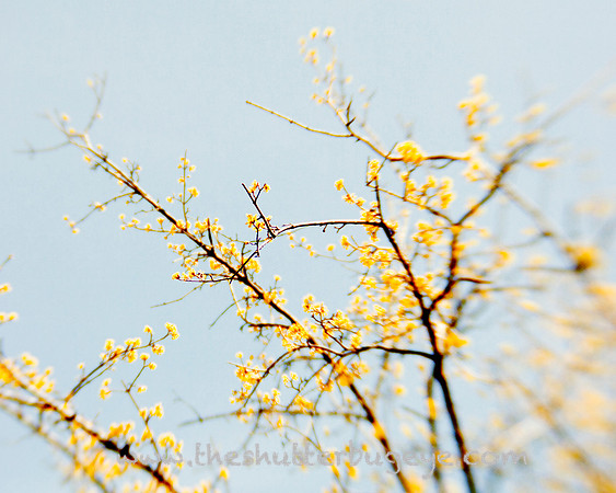20130421 Cantigny - 16