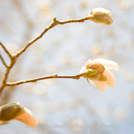 20130421 Cantigny - 17
