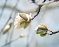 20130421 Cantigny - 19