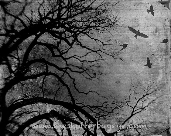 20130421 Cantigny - 20