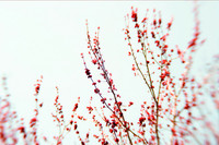 Red Blossom