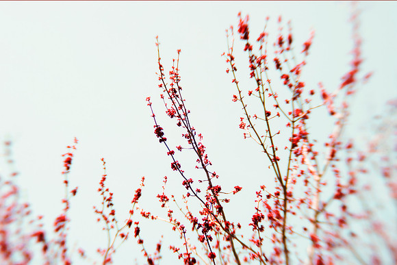 Red Blossom