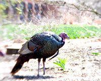 20130421 Cantigny - 02