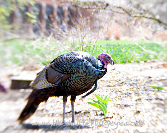 20130421 Cantigny - 02