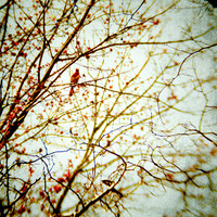 20130421 Cantigny - 11