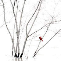 20130419 cardinal