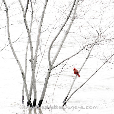 20130419 cardinal