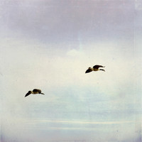 20130419 TwoGeese