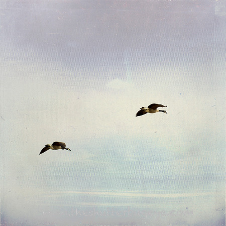 20130419 TwoGeese