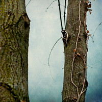 20130419 woodpecker