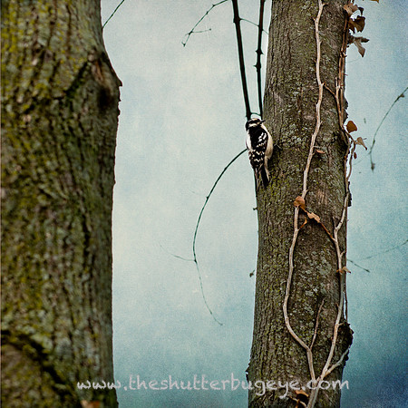 20130419 woodpecker