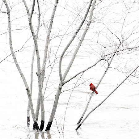 Simply Cardinal