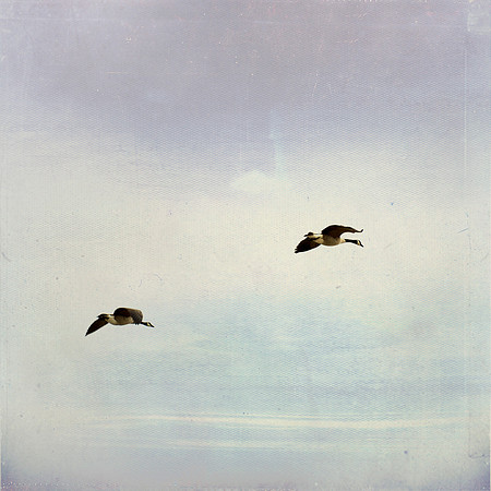 Two Geese