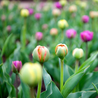 20130427 Bloom - 03
