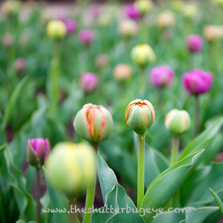 20130427 Bloom - 03