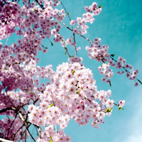 Vibrant Cherry Blossom