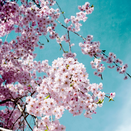 Vibrant Cherry Blossom