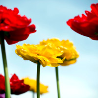 Tulip Flower Photography, Red, Yellow, Blue Sky, Fine Art Photograph