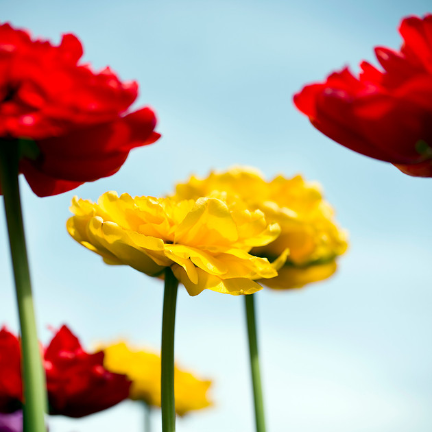 Yellow Tulip Flower, Fine Art Photography, Red Tulip