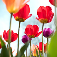 Tulip Photograph, yellow, red, purple, nature photography