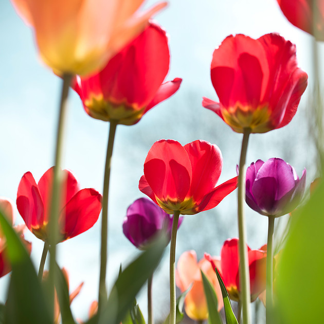 Tulip photography, nature photo, Garden flower
