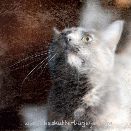 Cat Portrait, Fine Art Pet Photography for Sale, Cute Feline