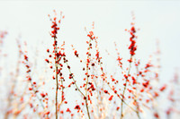 20130421 RedBlossom1