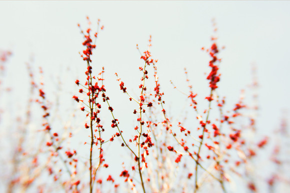 20130421 RedBlossom1