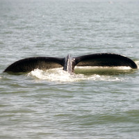 Alaska 2015 - 52 of 140 WhaleDive