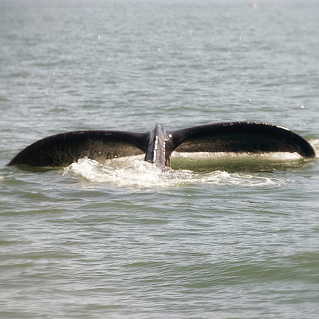 Alaska 2015 - 52 of 140 WhaleDive
