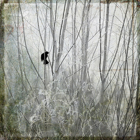 Blackbird 1