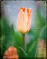 20130427 Bloom - 09