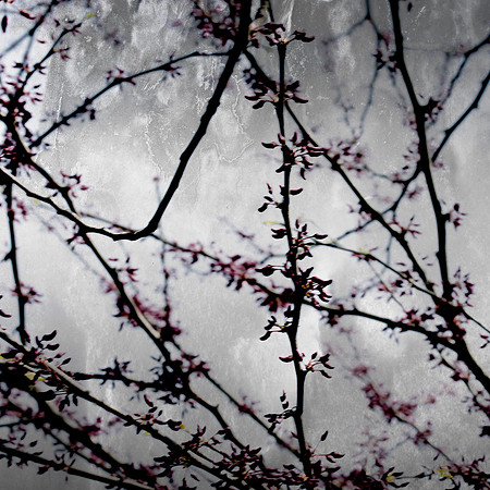 Abstract nature photograph, branches, surreal sky