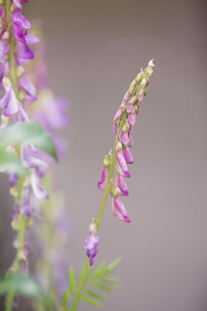 Alaska 2015 - 119 of 140 fireweed