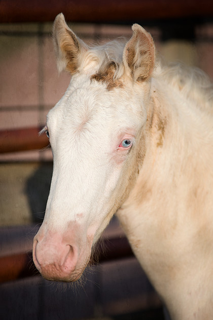 Baby horse at the Black Hills Wild Horse Sanctuary