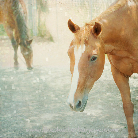 Horse Photography, Fine Art Print
