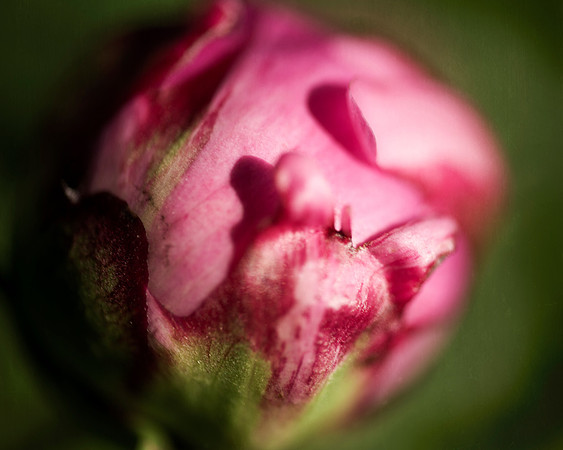 Peony
