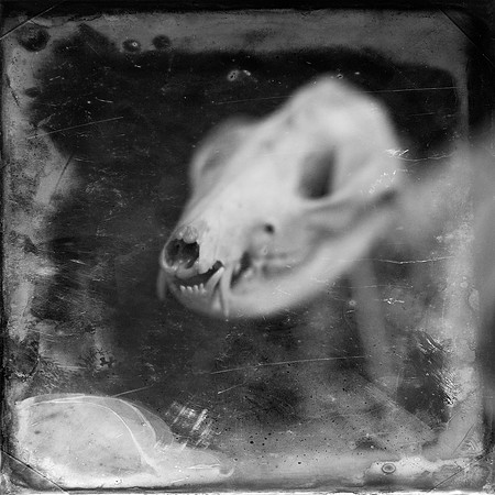 Skeleton of animal, black and white fine art photograph