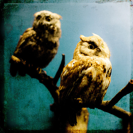 Two Owls perched on a branch against blue, Animal, Birding Photography