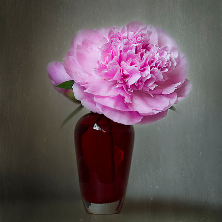 Peony Still Life