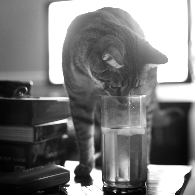 Cat looking in water glass.