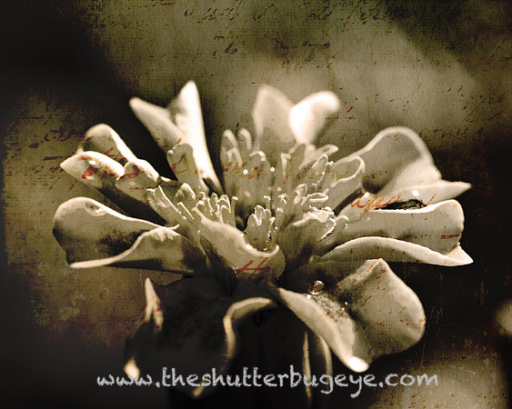 Dreamy Nature Photography, Fine Art Print for Sale