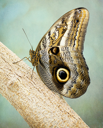 Owl Butterfly