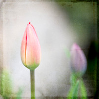 20130427 Bloom - 08