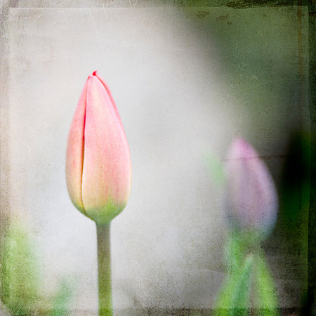 20130427 Bloom - 08