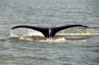 Alaska 2015 - 54 of 140 WhaleDive