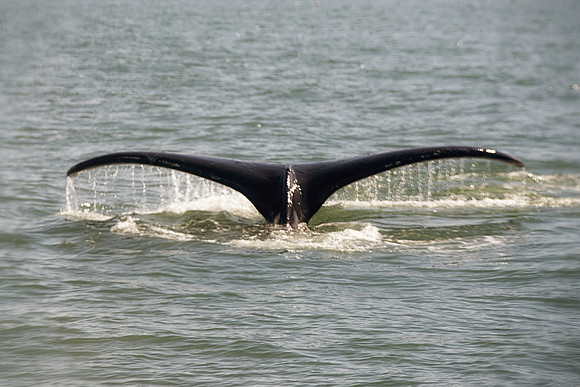 Alaska 2015 - 54 of 140 WhaleDive