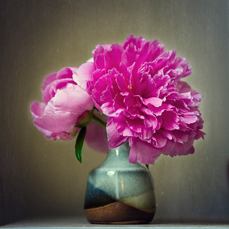 Peony Still Life