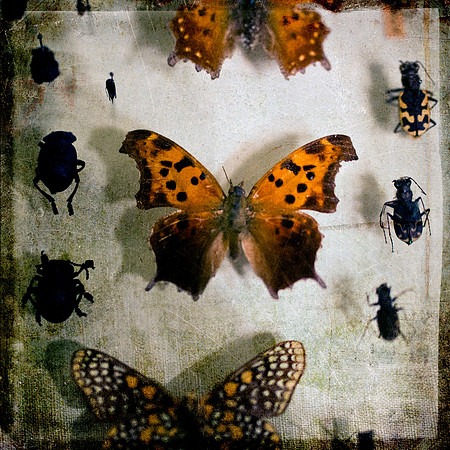 Butterfly Photography, Orange, Fine Art Photography
