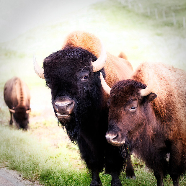 Mother and child bison portrait, wildlife photography